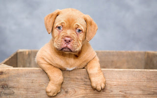 The Ten Best Tips for Creative Dog Photography