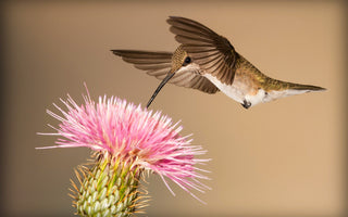 The Practical Guide to Hummingbird Photography