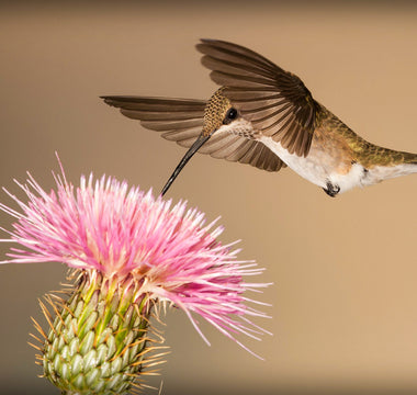 The Practical Guide to Hummingbird Photography
