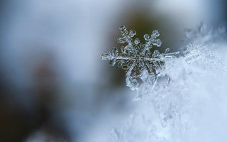 Challenges in Macro Photography and How to Overcome Them