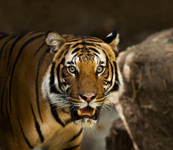 6 Important Tips for Wildlife Photography Beginners