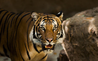 6 Important Tips for Wildlife Photography Beginners