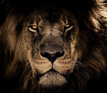 6 Tips to Shoot Wildlife Photos at Night