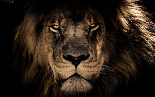 6 Tips to Shoot Wildlife Photos at Night