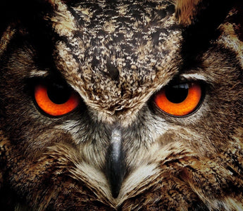 How to Take Bird Photos with Laser Trigger