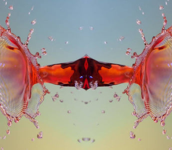 9 Tips for Choosing the Best Water Drop Photography Kit