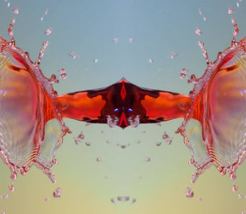 9 Tips for Choosing the Best Water Drop Photography Kit