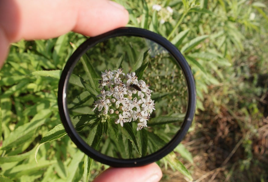 UV lens filter pointed to the flower inside grass