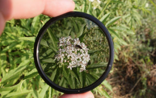 UV lens filter pointed to the flower inside grass