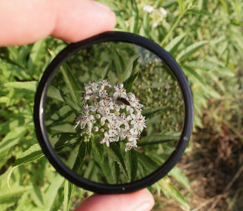 UV lens filter pointed to the flower inside grass