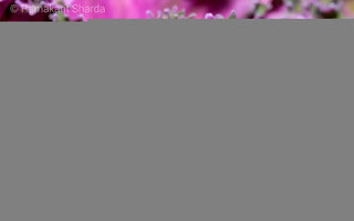 Ten Practical Tips for Macro Flower Photography