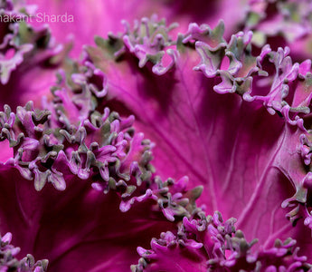 Ten Practical Tips for Macro Flower Photography