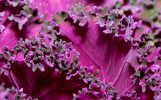 Ten Practical Tips for Macro Flower Photography