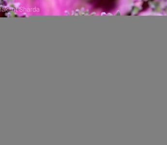 Ten Practical Tips for Macro Flower Photography