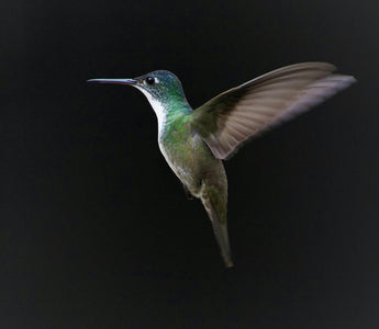 How to Capture Stunning Hummingbird Photos Using MIOPS Smart+ Laser Mode