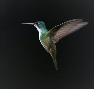 How to Capture Stunning Hummingbird Photos Using MIOPS Smart+ Laser Mode
