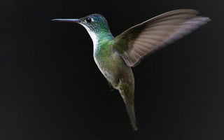 How to Capture Stunning Hummingbird Photos Using MIOPS Smart+ Laser Mode