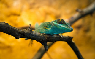 Equipments You Need For Macro Photography