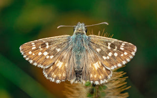 A beautiful insect colored in brown and green