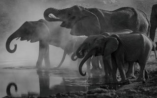 Elevating Your Creativity: Captivating Monochrome Photography Using MIOPS