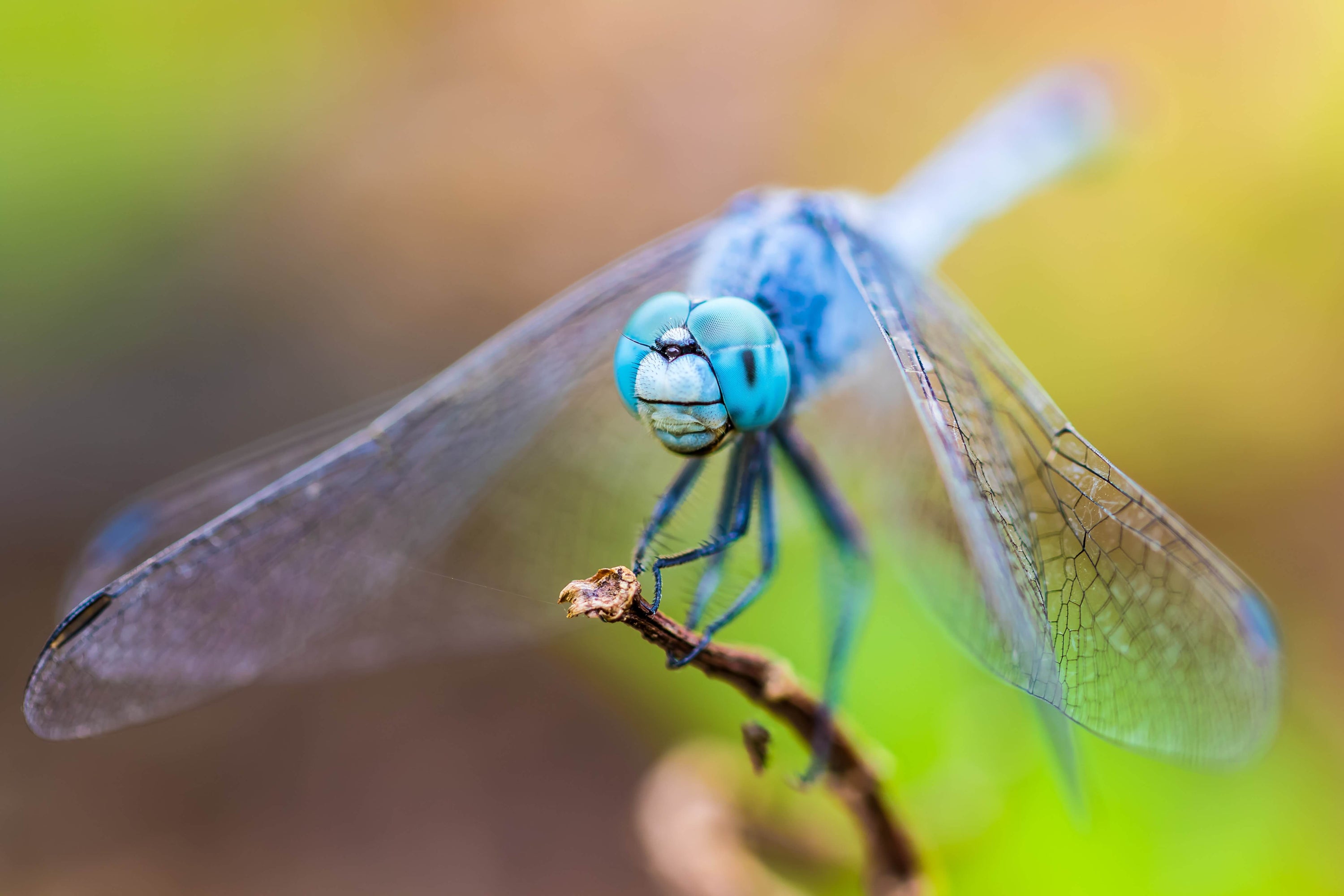 What to Pack for an Insect Macro Photography Shoot