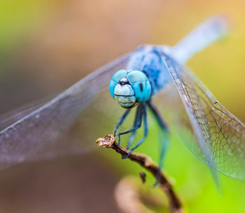 What to Pack for an Insect Macro Photography Shoot