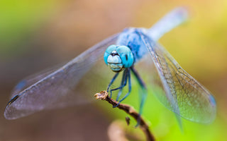 What to Pack for an Insect Macro Photography Shoot