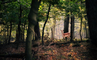 How to Include Wildlife in your Landscape Photography