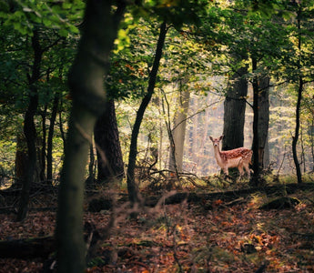 How to Include Wildlife in your Landscape Photography