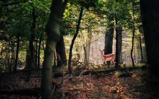 How to Include Wildlife in your Landscape Photography